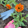 A dark orange marigold planted in a flower bed with a trowel, gardening glove, and cultivator nearby
