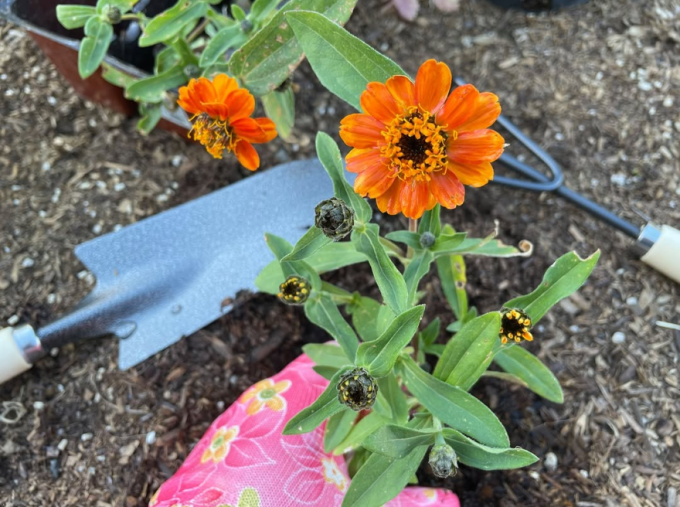 A dark orange marigold planted in a flower bed with a trowel, gardening glove, and cultivator nearby